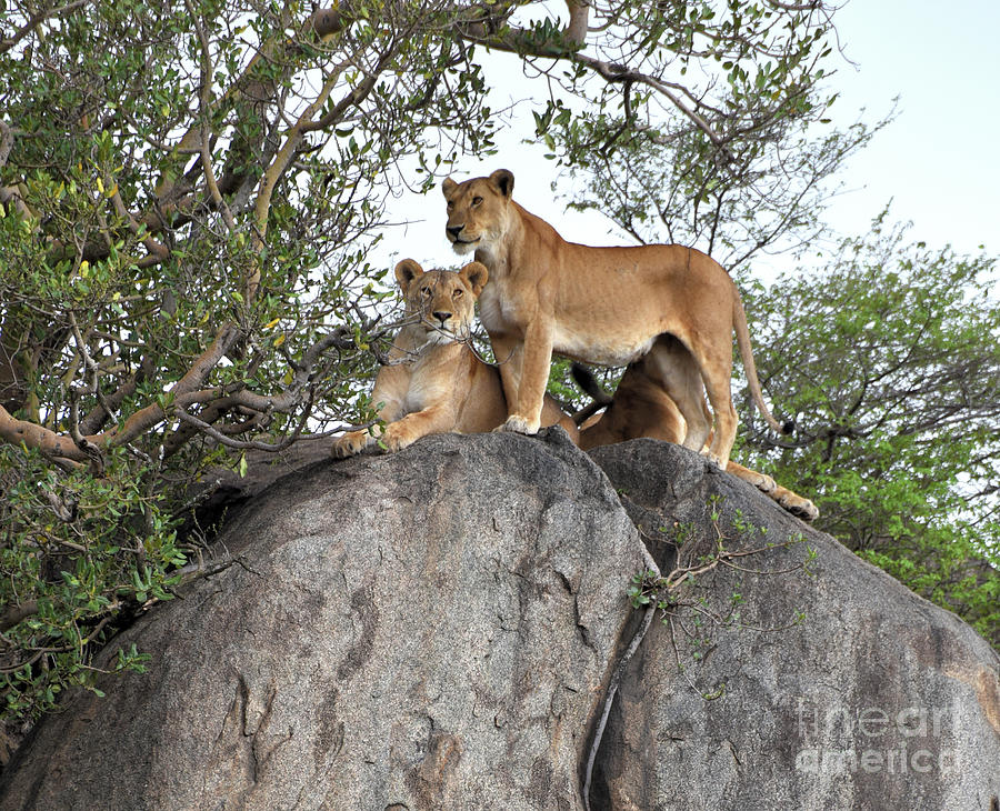 Lions At Attention At Simba  Rock In The Serengeti.. Photograph by Tom Wurl