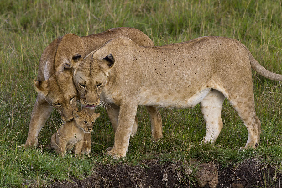 Lionesses Grooming Cub Photograph by Manoj Shah