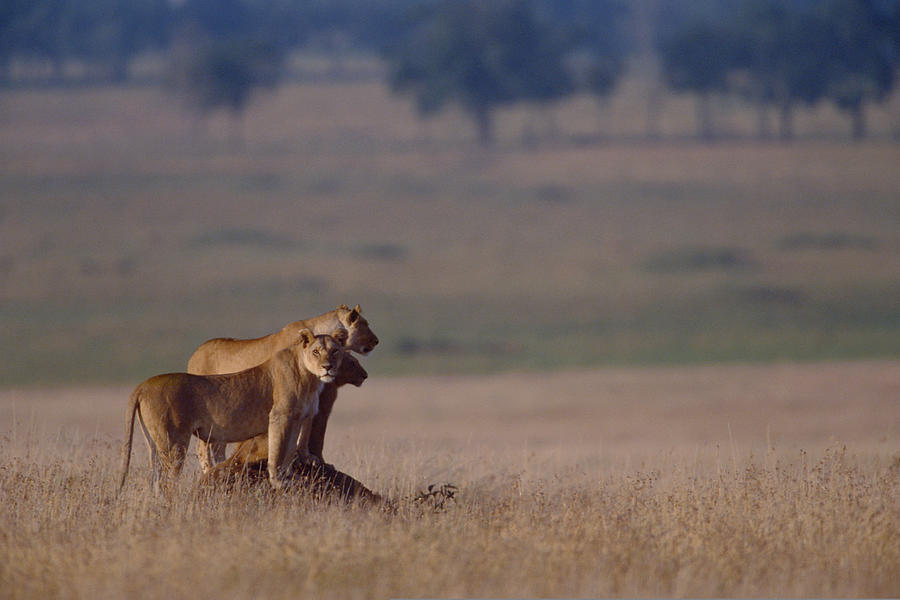 Lionesses hunting in grasslands , Kenya , Africa Photograph by Comstock Images