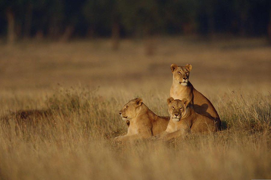 Lionesses in grasslands , Kenya , Africa Photograph by Comstock Images