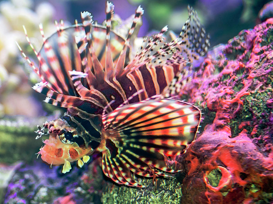 Fuzzy Dwarf Lionfish Photograph by WAZgriffin Digital
