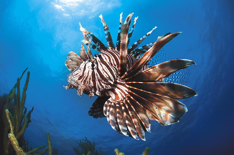 Lionfish. Bonaire Reef Photograph by Federico Cabello Lionfish. Bonaire Reef Photograph by Federico Cabello