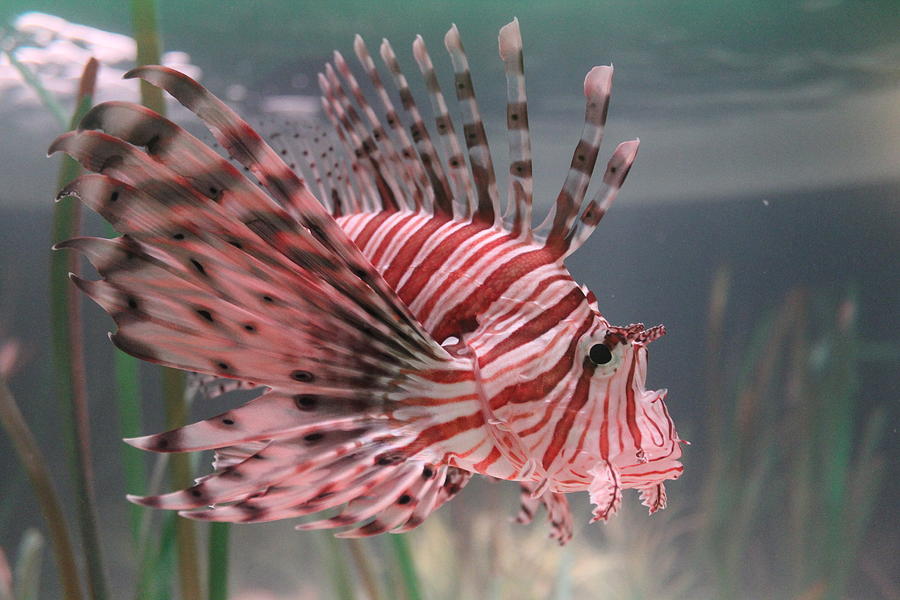 Lionfish Photograph by Callen Harty
