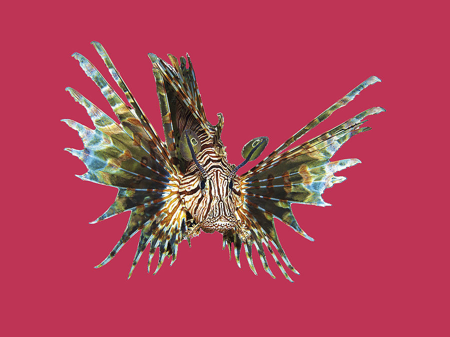 Lionfish - Close and Intense - Design on Viva Magenta Background -  Mixed Media by Ute Niemann