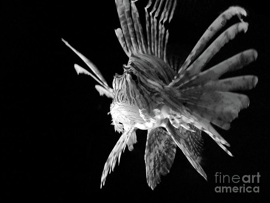 Lionfish in Black and White  Photograph by LaDonna McCray