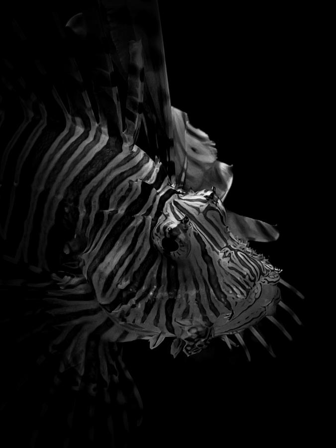 Lionfish in Black and White Photograph by Nick Carlisle - Pixels