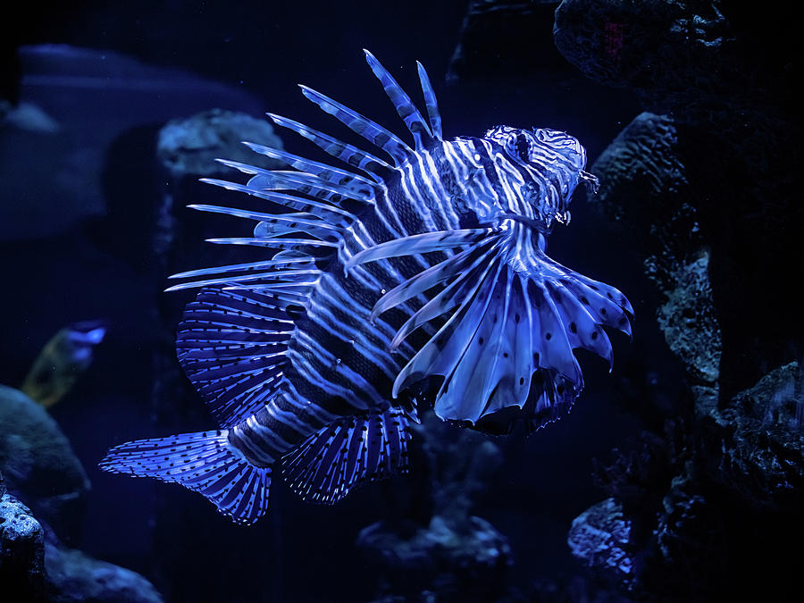 Lionfish in Blue Photograph by Larry Nader