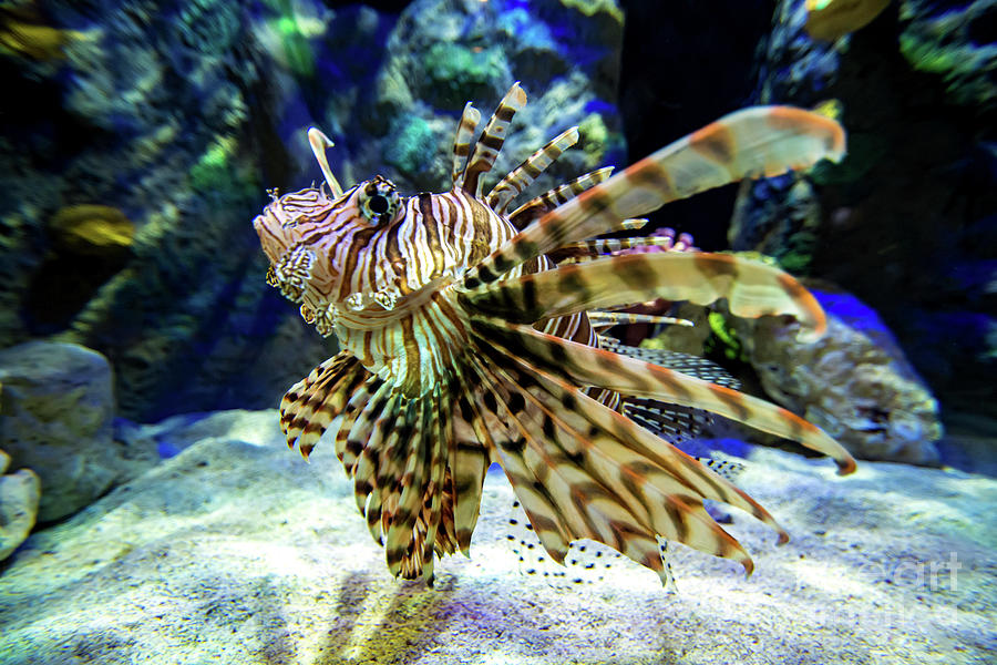 Lionfish in the Water Photograph by Beachtown Views