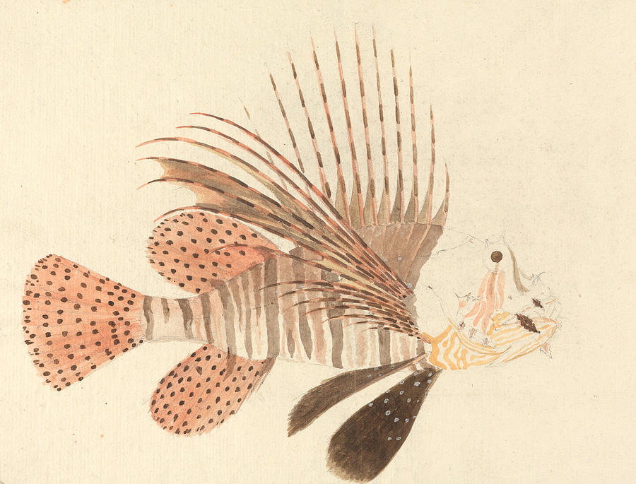 Lionfish Drawing by Luigi Balugani