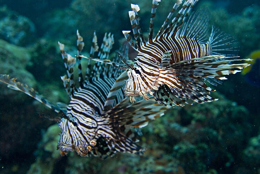 Lionfish, Solomon Islands Photograph by Jones/Shimlock-Secret Sea Visions