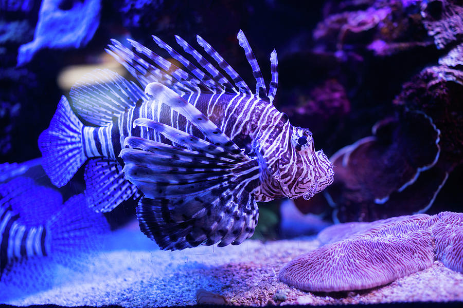 Lionfish swimming underwater. Photograph by Kristian Sekulic - Fine Art ...