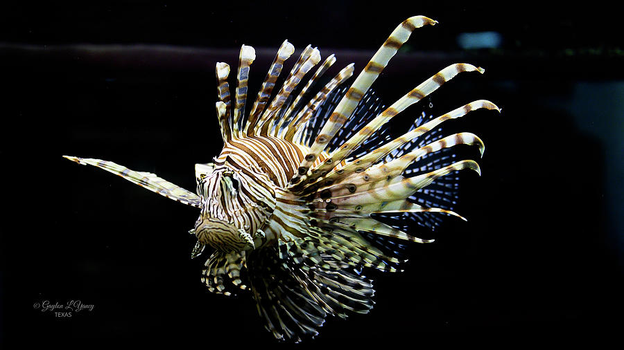 Lionfish The Invader  Photograph by G Lamar Yancy