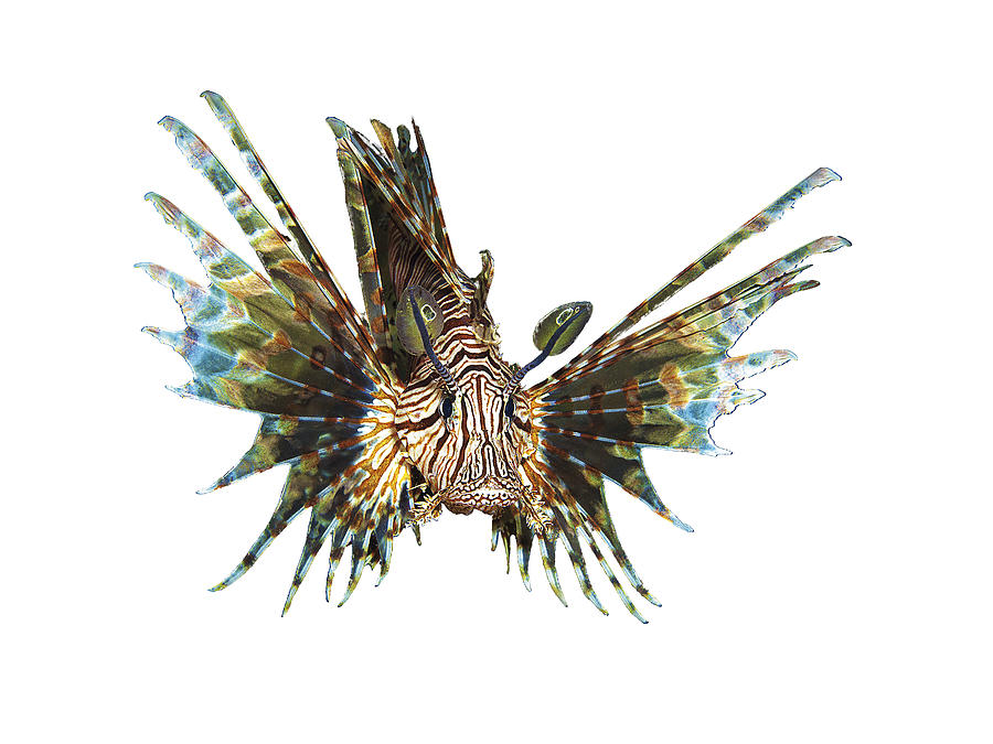 Lionfish - Close and intense - Reduced to the MAX -  Mixed Media by Ute Niemann