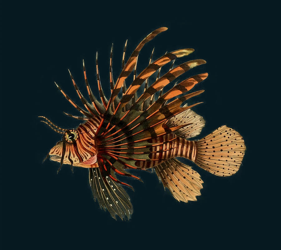 Lionfish Vintage Fish Natural History Antique Painting by Selina Wendy ...