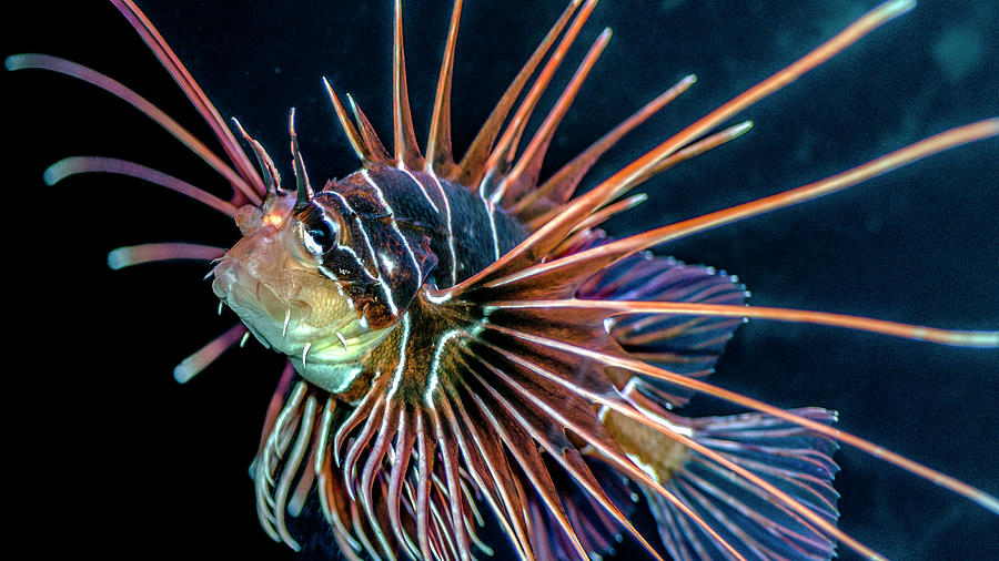 Clearfin Lionfish Photograph by WAZgriffin Digital