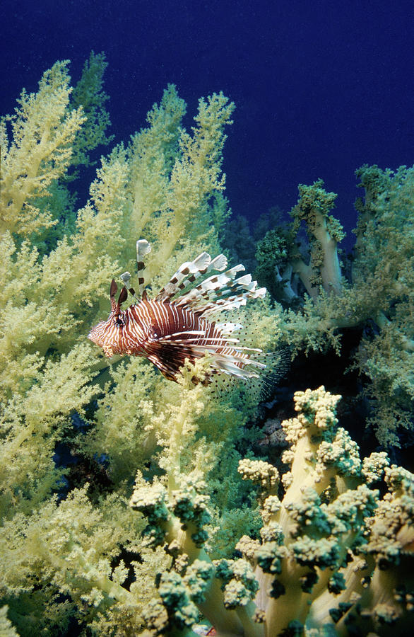 Lionfish With Soft Coral Photograph