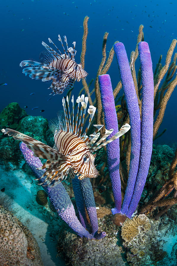 Lionfish with vase sponges Photograph by Georgette Douwma