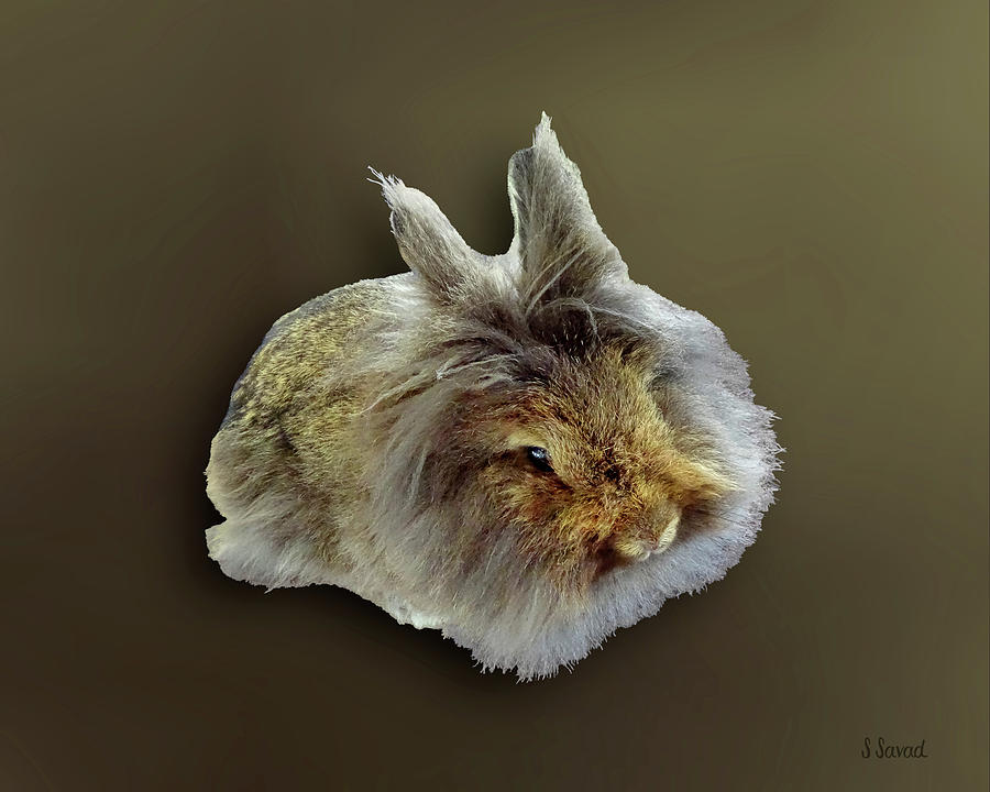 Lionhead Rabbit Photograph by Susan Savad