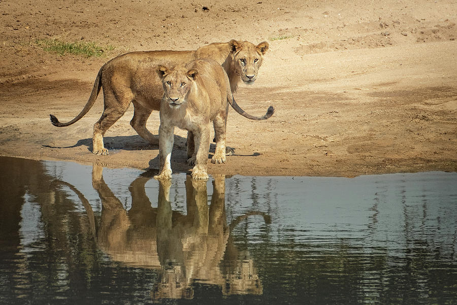 Lions at the Creek, Tarangire National Park Photograph by Janis Knight