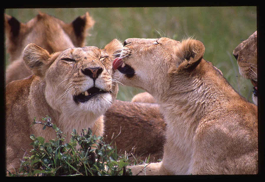 Lions Cleaning One Another Photograph by Russel Considine
