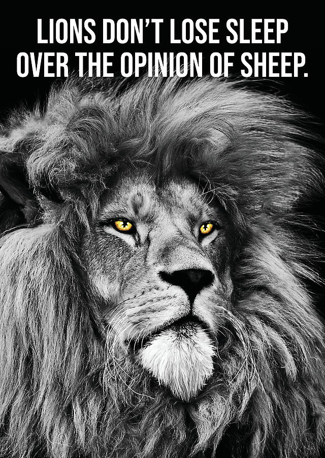 Lions Don't Lose Sleep Over Opinions Of Sheep Digital Art by Matthew ...