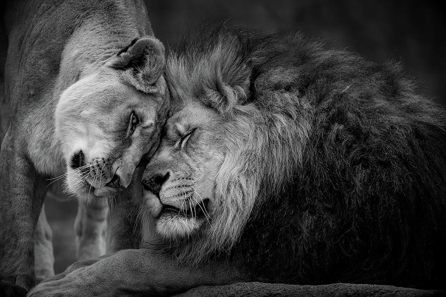 Lion Photograph - Lions in Love  by Emmanuel Panagiotakis