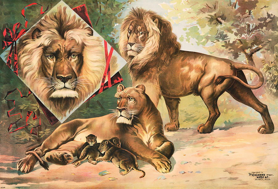 Lions - Kings of the Jungle - Vintage Lithograph Circa 1891  Drawing by War Is Hell Store