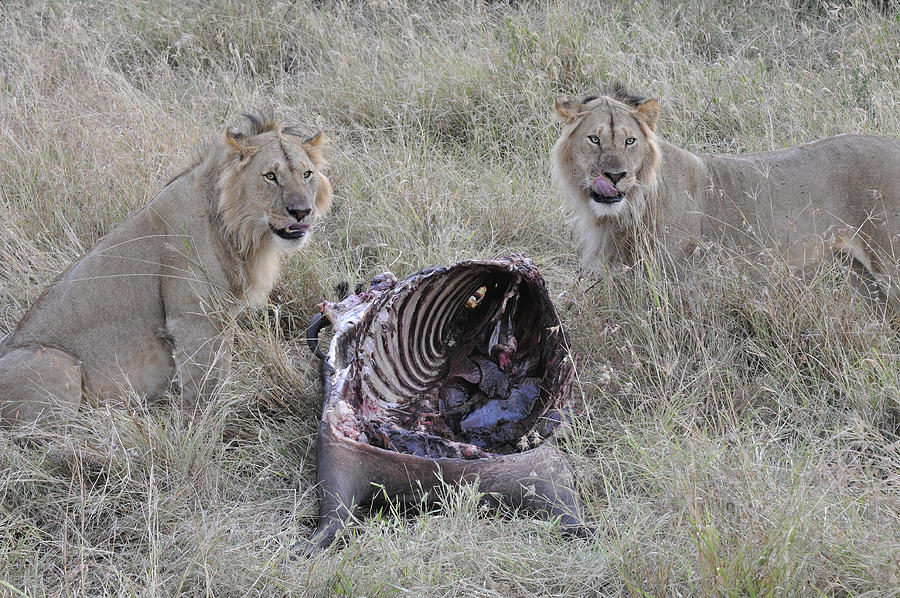 Lions licking lips over a kill Photograph by Chris Minihane