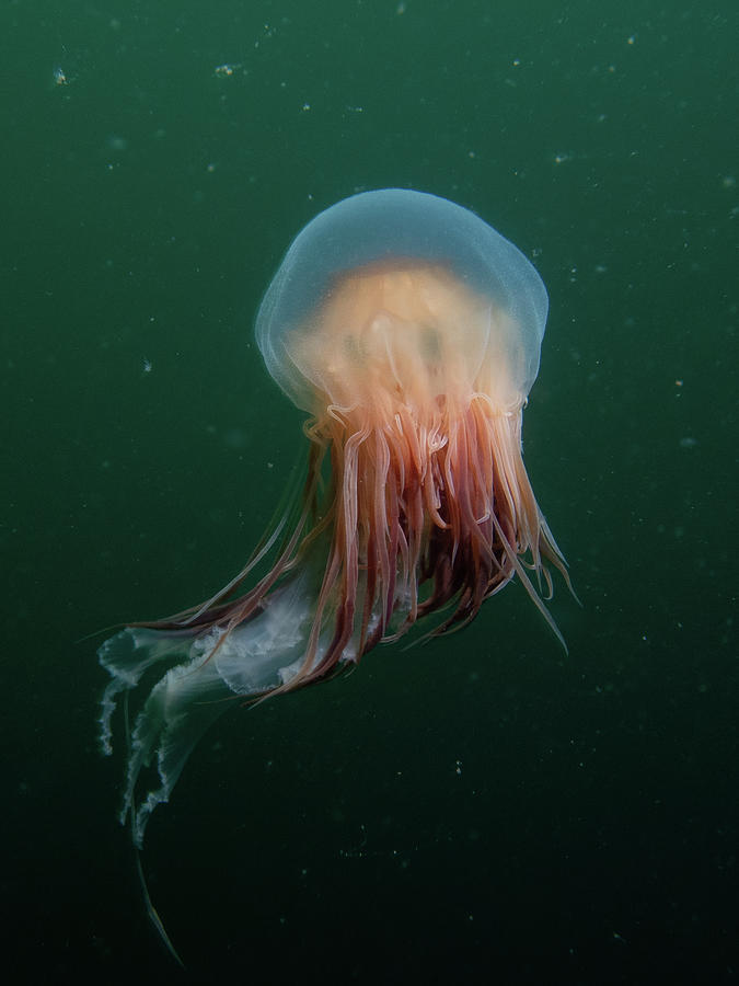 Lions Mane Jellyfish Photograph by Brian Weber