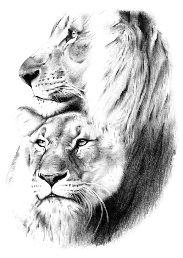 Lion Drawing - Lions by Mike Bruce