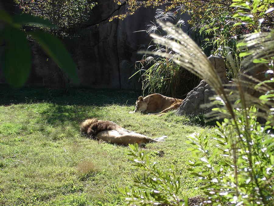 Lions Nap Photograph by Kenny Glover
