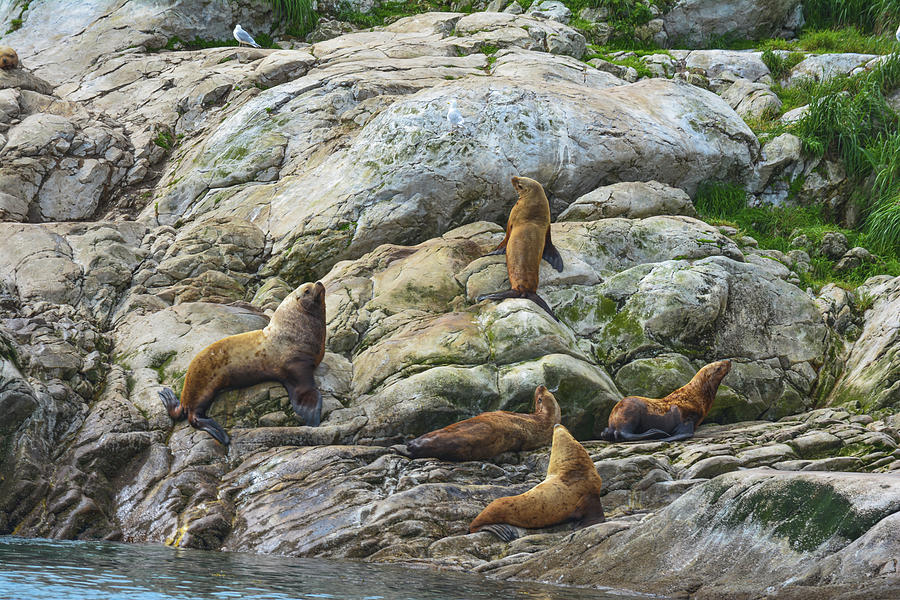 Lions of the Sea Photograph by Bedford Chandler - Fine Art America