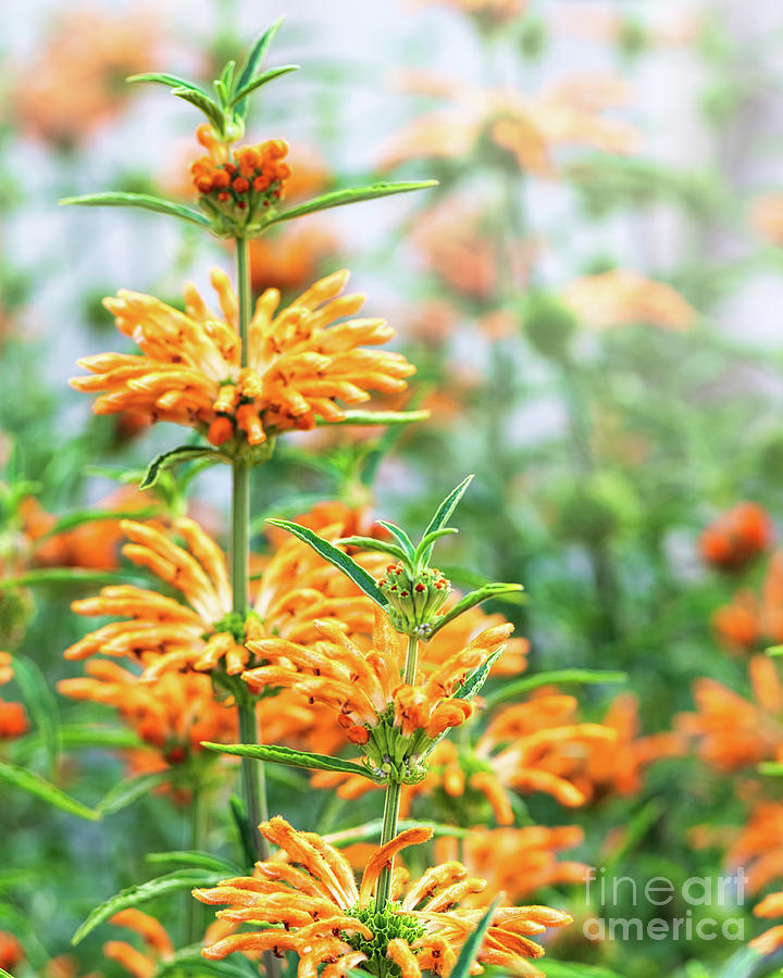 Lions Tail Flower a Floral Masterpiece in Orange Photograph by Abigail Diane Photography