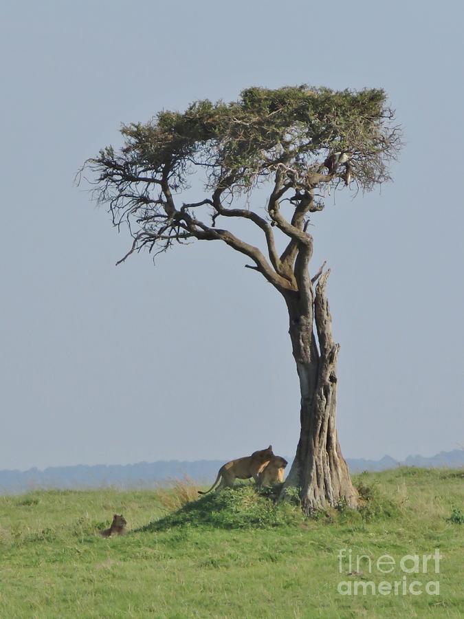 Lions Under the Acacia Tree Photograph by World Reflections By Sharon