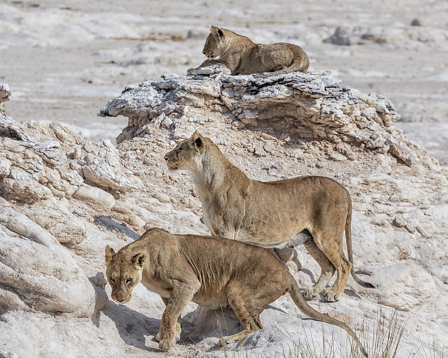 Lions Watching Prey, No. 2 Photograph by Belinda Greb