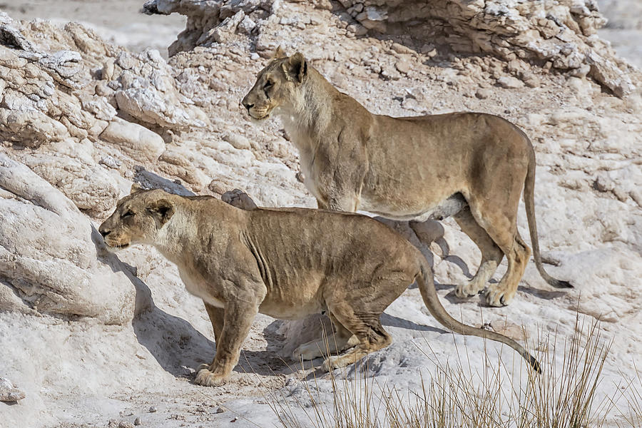 Lions Watching Prey, No. 3 Photograph by Belinda Greb
