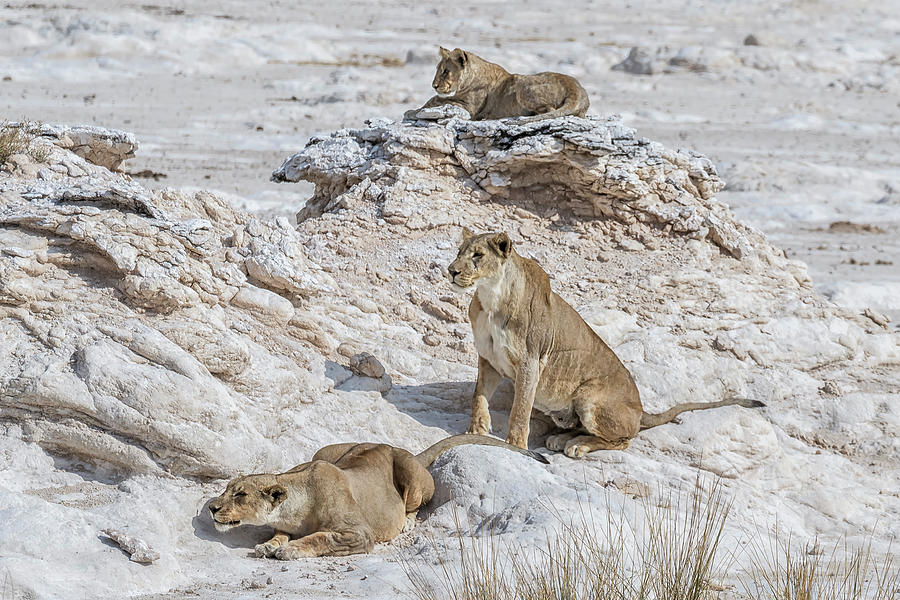 Lions Watching Prey, No. 4 Photograph by Belinda Greb