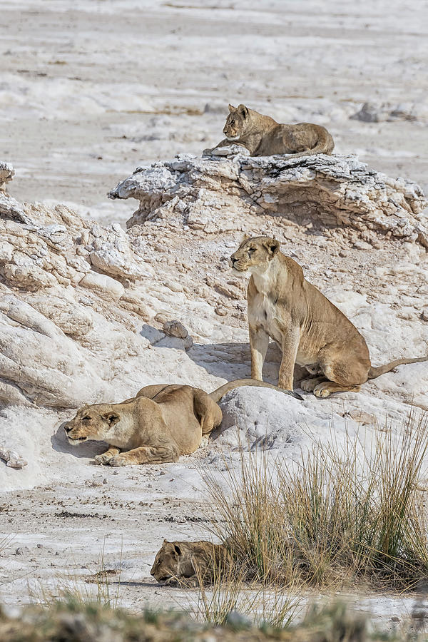 Lions Watching Prey, No. 5 Photograph by Belinda Greb
