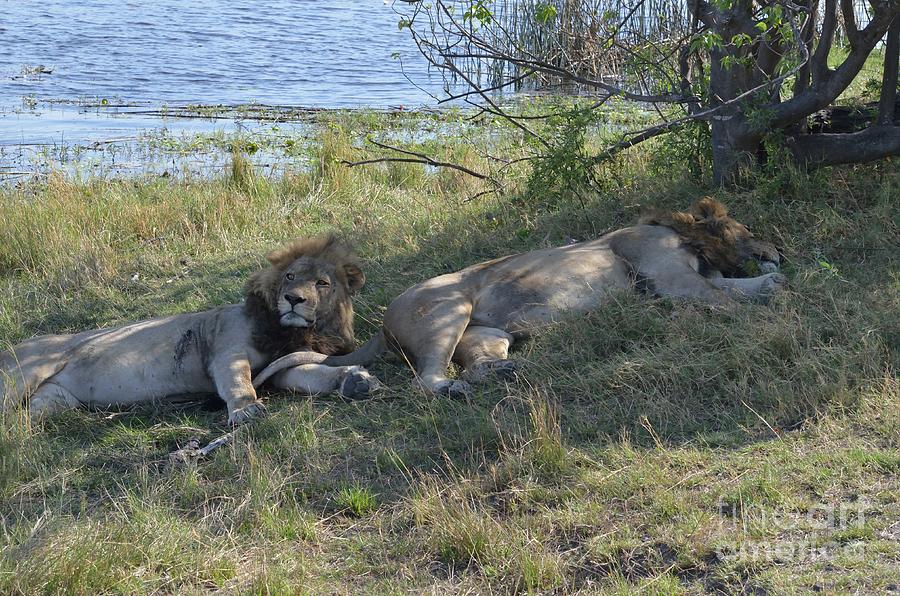   Lions, Who Are Brothers, One With A Rib Wound, After A Battle With A Wildebeest, Botswana Photograph by Tom Wurl