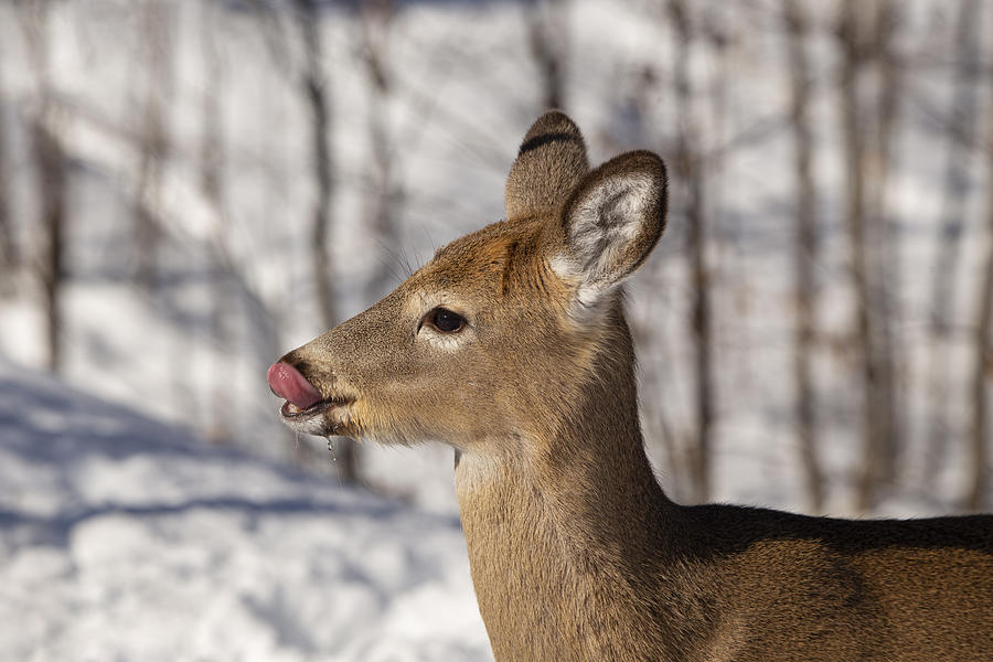 Lip licking good deer licks it's face Digital Art by Pamela Weston ...