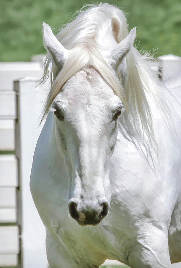 Lipizzan Encounter Photograph by Athena Mckinzie - Fine Art America