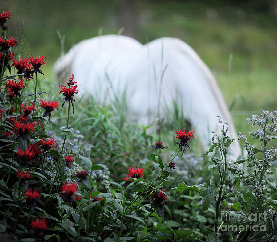 Lipizzan in the Bee Balm Photograph by Carien Schippers
