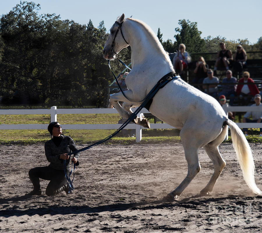Lippizan Stallion Performing the Courbette Photograph by L Bosco