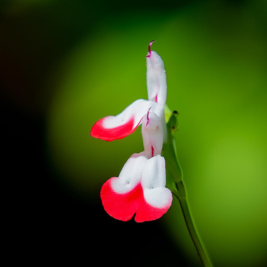 Lipstick Salvia Photograph by Larry Maras Lipstick Salvia Photograph by Larry Maras