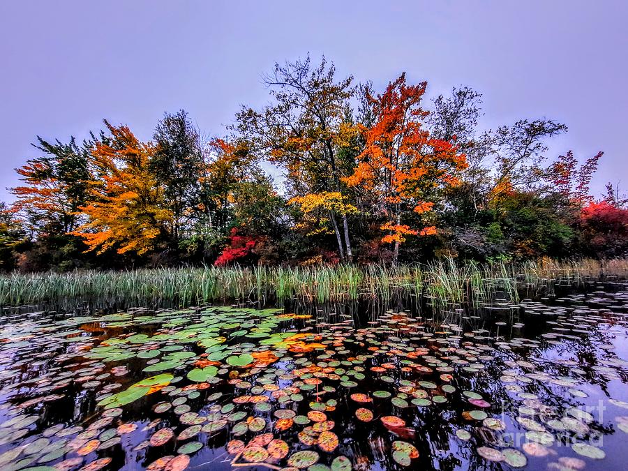 Liquid Foliage - Webster Lake, New Hampshire Photograph by Dave Pellegrini