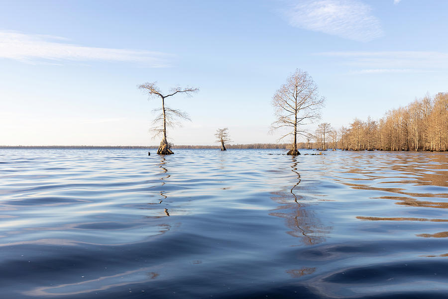 Liquid Trees Photograph by Alan Raasch - Fine Art America