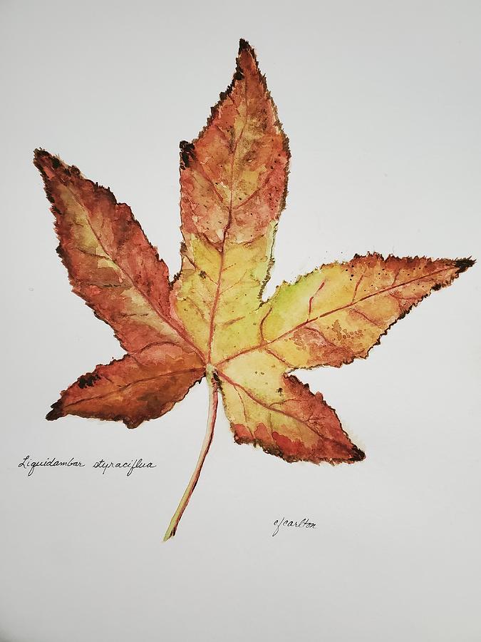 Liquidambar 2- Watercolor Painting by Claudette Carlton