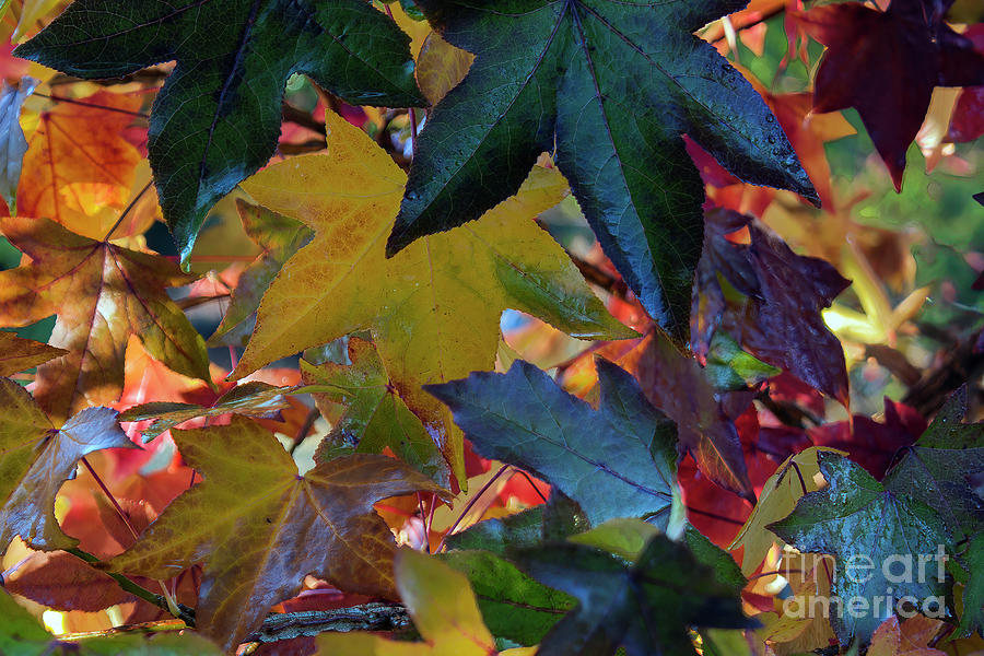 Liquidambar Leaves Photograph by Elaine Teague