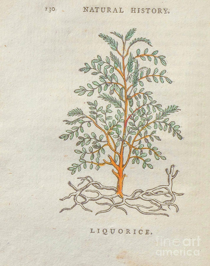 Liquorice Glycyrrhiza glabra t4 Drawing by Botany