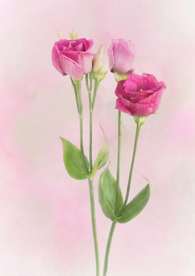 Lisianthus Flower Photograph by Denis O Reilly Lisianthus Flower Photograph by Denis O Reilly